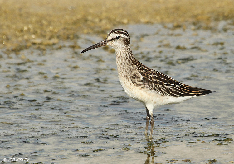 Broad-billed Sandpiper Limicola falcinellus  Maagan Michael Israel,07-09-12 Lior Kislev